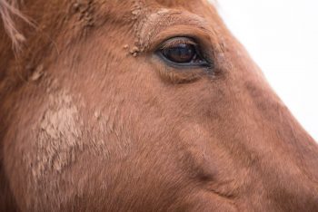 Blog_Equine