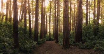 Natures Healing