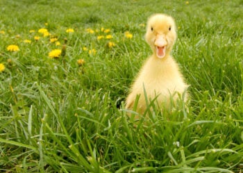 Little Duck